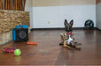 XPOWER X-2580 Professional 4-Stage HEPA Mini Air Scrubber in room with dog