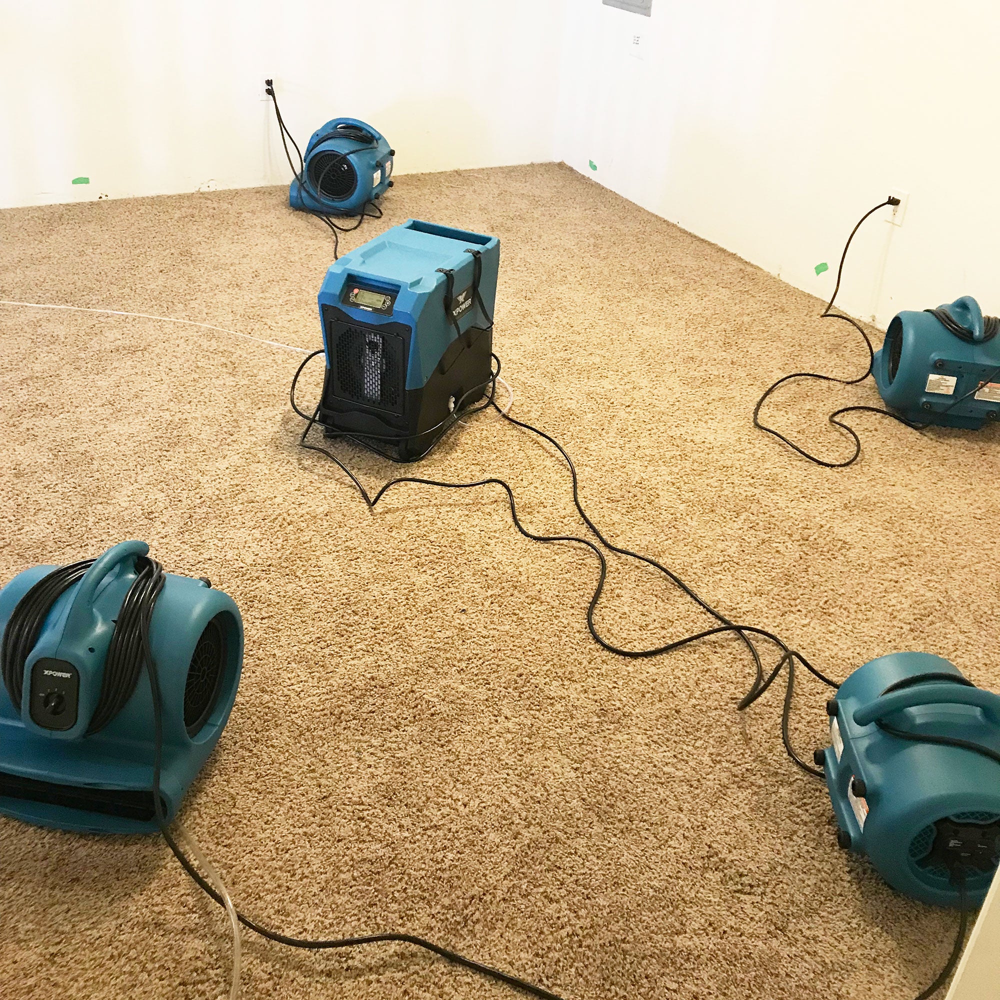 XPOWER X-600A 1/3 HP Air Mover with Daisy Chain in blue with dehumidifiers drying a carpet